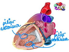 TSR - UE13 - Anatomie - Le coeur, expliqué par Bayane El Abdullah- Partie 2