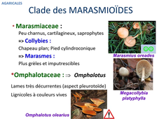 Classification des champignons 2eme partie