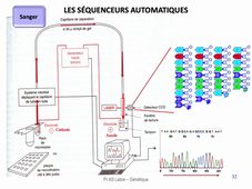 DFGSM2 - MED0307 / DFGSM3 - MED0601 - Génétique médicale seq 22