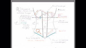 Organisation générale de l'abdomen - P13