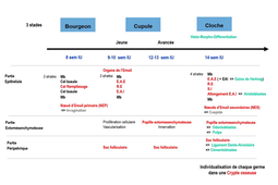L.AS 1 - UE 24 - EC5 - Aspects morphologiques et régulation de l'odontogenèse