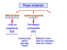 PASS / L.AS - UE 21 - EC 5 - Le complexe pulpo-dentinaire : aspects histologiques et pathologiques (Partie 2)