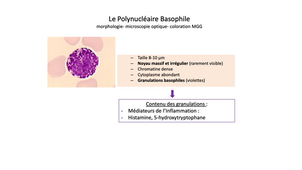 L.AS 3 - UE 64 - Hématologie - Les polynucléaires