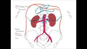 IFSI-Appareil urinaire - Haut