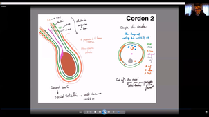 UE24 EC2_Testicules - P9