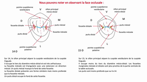 UE 24 - EC5 - Anatomie spécifique de la bouche