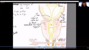 UE24 EC2_Testicules - P11