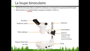 CM MBIO0201 Microscope optique