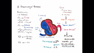 Anatomie - Le coeur et la circulation - P2