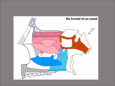UE 24 - EC1 - Fosses Nasales - P14