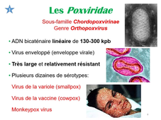 Virologie CM 3-3