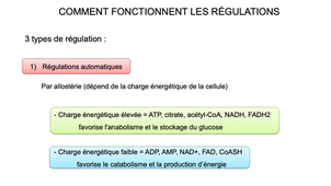 2.2 Régulation glycémique