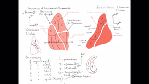 anatomie-poumon-ped-pulm - P2