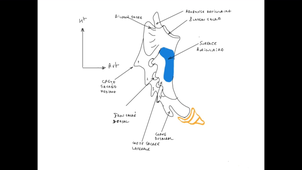 UE24 EC2_Os iliaque - Sacrum - Fémur - P3