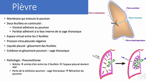2.2 Physiologie appareil respiratoire part 3