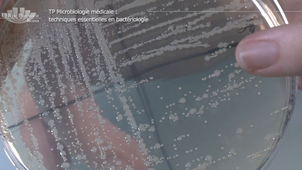 Vidéo 3 - Réaliser un isolement à partir d'une suspension inconnue