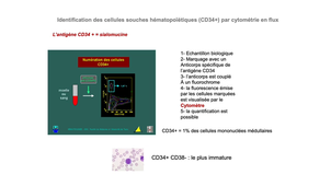 DFGSM2 / DFGSMa2 - MED0304 - Hématopoïèse - Généralités