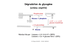 DFGSM2 - MED0402 - Métabolisme glucidique et régulation - Métabolisme du glycogène