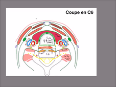 UE24 - EC1 - Thyroïde - P7
