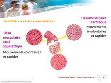 2.7 les tissus séquence 2