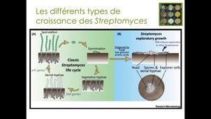 CM Streptomyces partie 6 bis