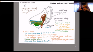 UE24 EC2_Périnée - P4