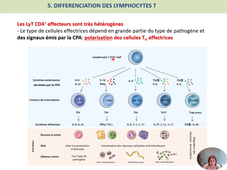 lymphocytes T et activation