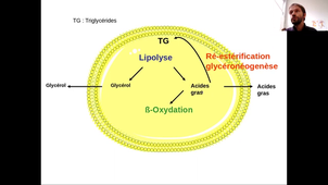 Lipides 1