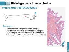 L.AS UE24EC2 Histologie de l'appareil génital féminin 1/3