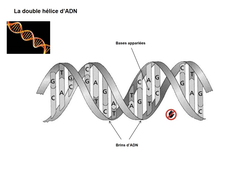 2.2 transmission information genetique partie 1