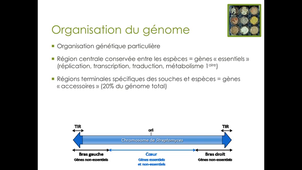CM Streptomyces partie 3