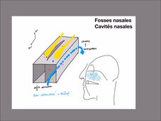 UE 24 - EC1 - Fosses Nasales - P1