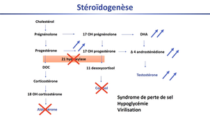 DFGSM2 - MED0402 - Développement et différenciation de l'appareil génital - Facteurs de différenciation sexuelle et anomalies du développement génital