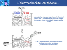 L.AS 2 - UE 44 - EC3 : Biotechnologies pharmaceutiques - Extraction, dosage et analyse des acides nucléiques