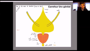 IFSI-genital-masculin-cordon-deferent