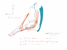 Innervation du Membre Inférieur