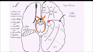 SNC-cerveau-IFSI