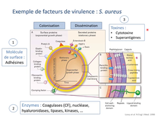 Facteurs de pathogénicité bacterienne