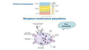 DFGSM2 / DFGSMa2 - MED0304 - Plaquettes - Structure