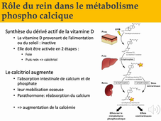 2.2 physiologie rénale_ partie 4 gauthier loron