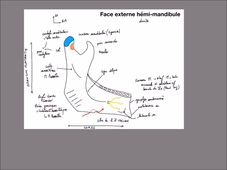 UE 24 - EC1  Mandibule et muscles masticateurs - P2
