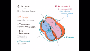 Anatomie - Le coeur et la circulation - P4