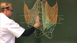 session 2 - cours 1 - 2/3 - anat-ant
