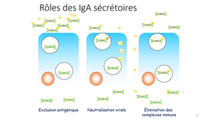 MED306 Immunité anti-infectieuse 1