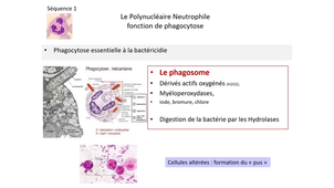 DFGSM2 - MED0304 - Leucocytes - Le polynucléaire neutrophile