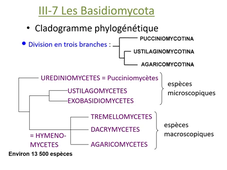 Classification des champignons 1 partie