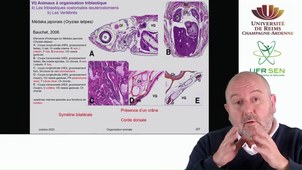 Embranchement des Vertébrés - exemple des vertébrés téléostéens -L'anatomie partie 1