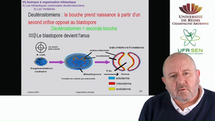 Embranchement des Vertébrés - Le développement deutérostomien