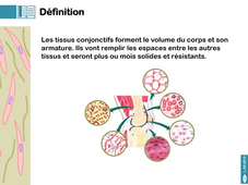 L.AS UE13 - CM3 - Les tissus conjonctifs 1