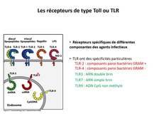 immunité innée section 2